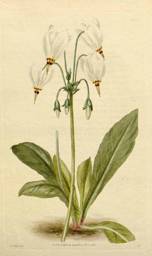 no HD illustration available (3)