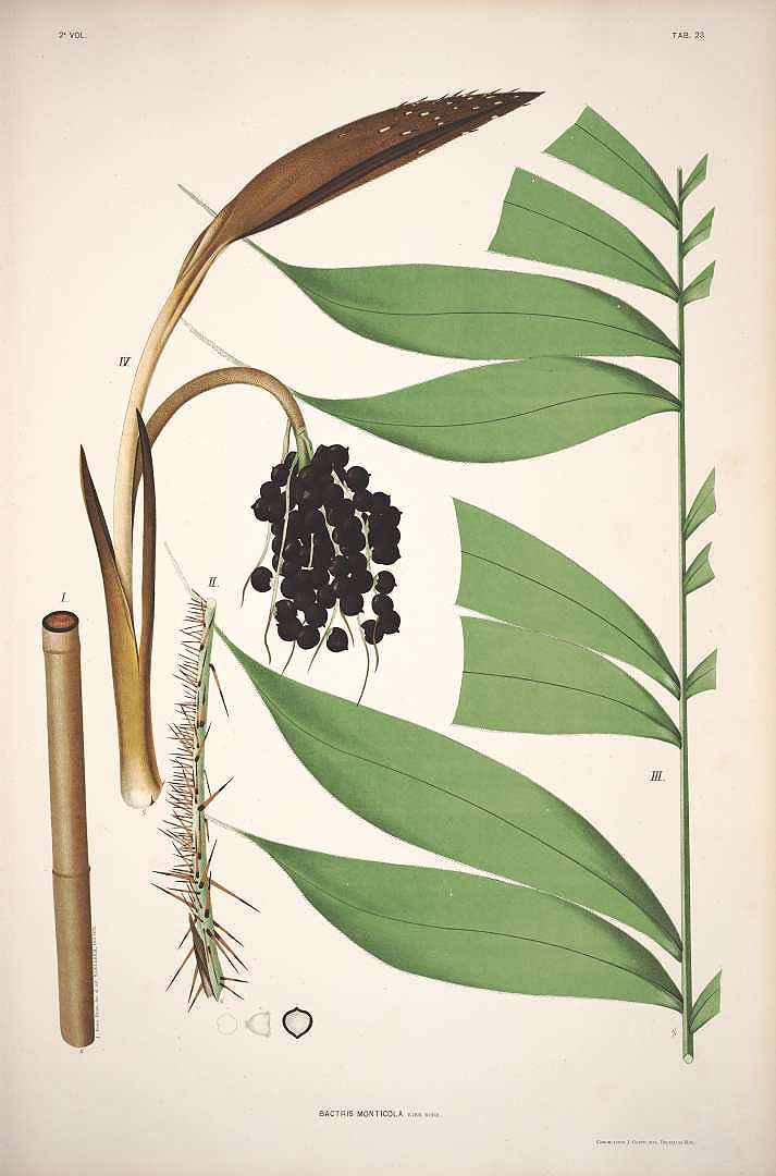 no HD illustration available (3)