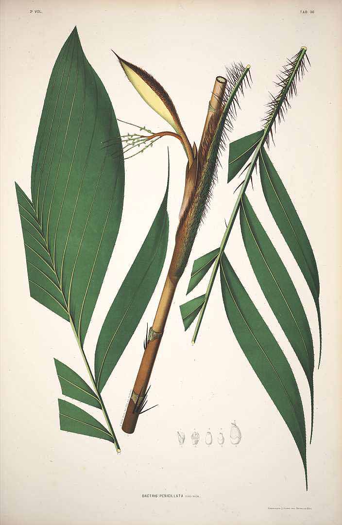 no HD illustration available (3)