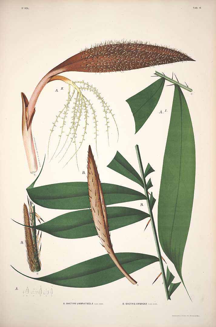 no HD illustration available (3)