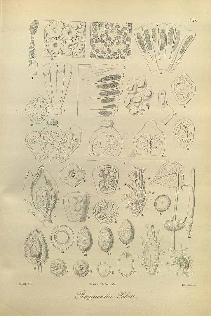 no HD illustration available (3)