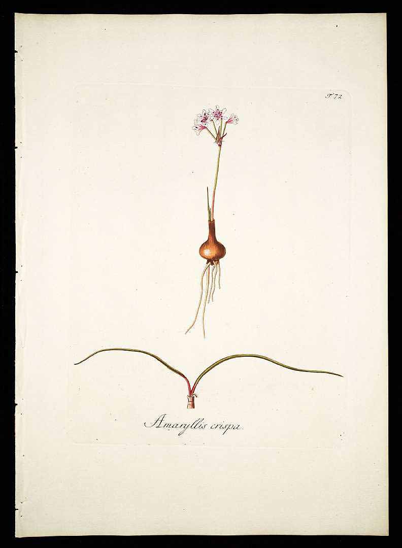 no HD illustration available (3)