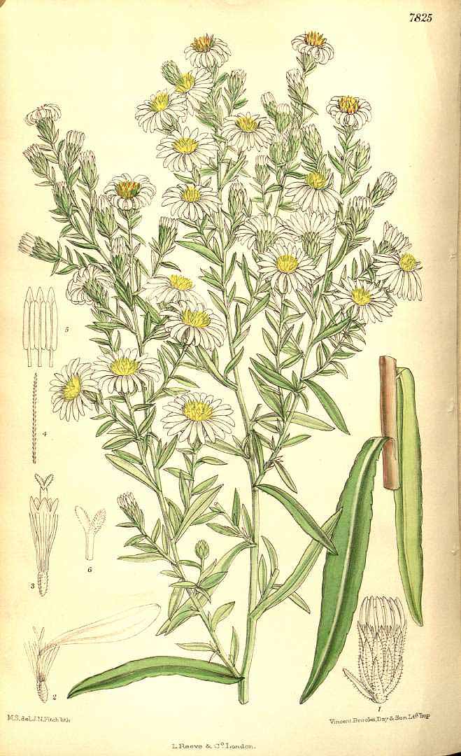 no HD illustration available (3)