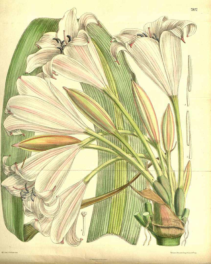 no HD illustration available (3)