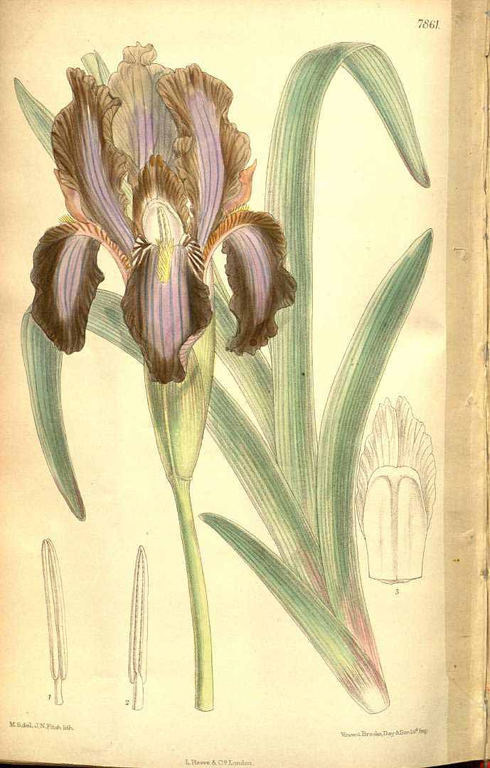 no HD illustration available (3)