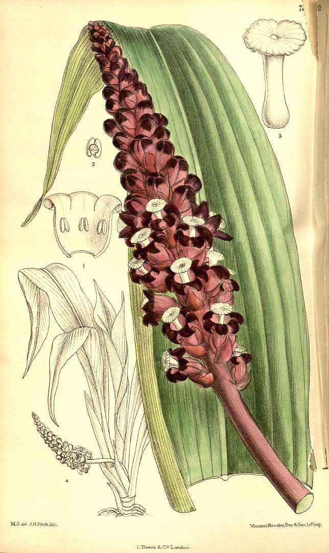 no HD illustration available (3)