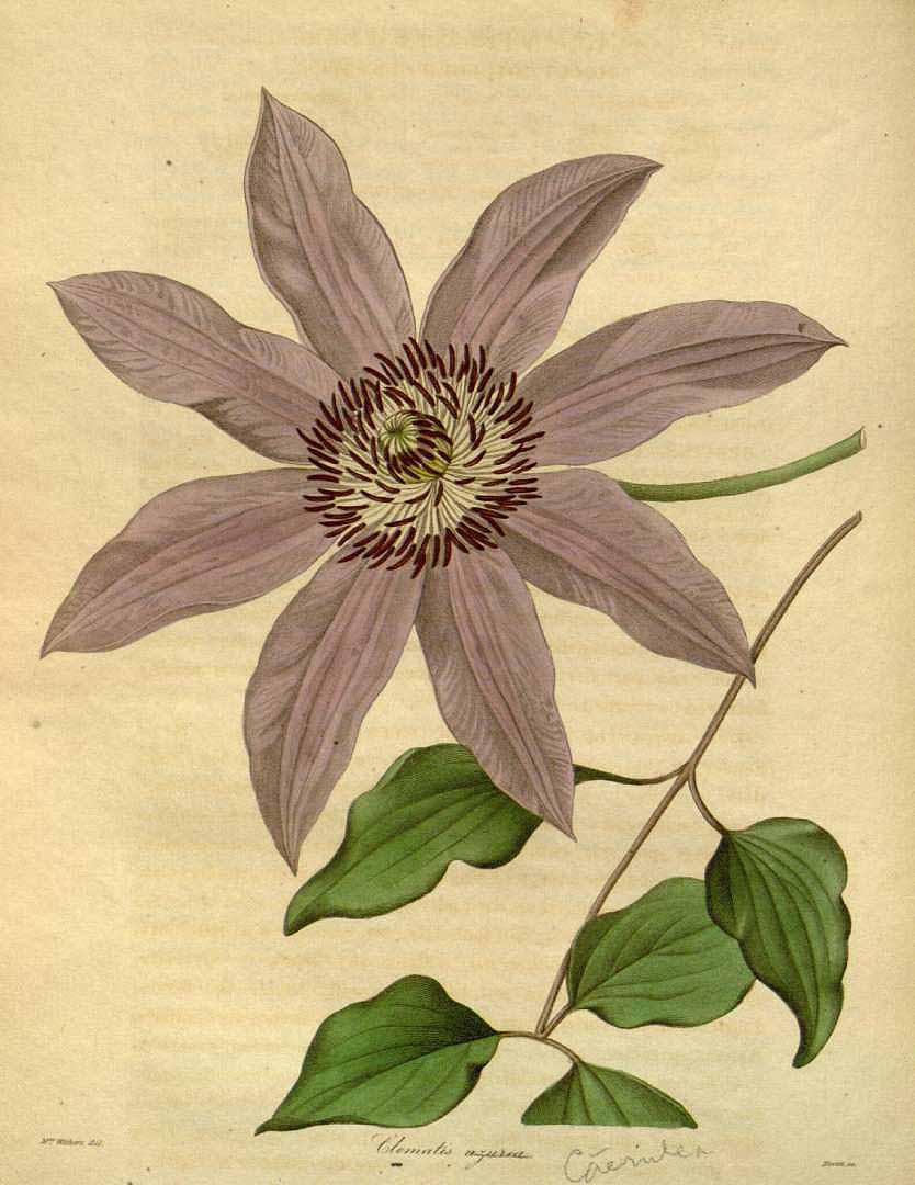 no HD illustration available (3)