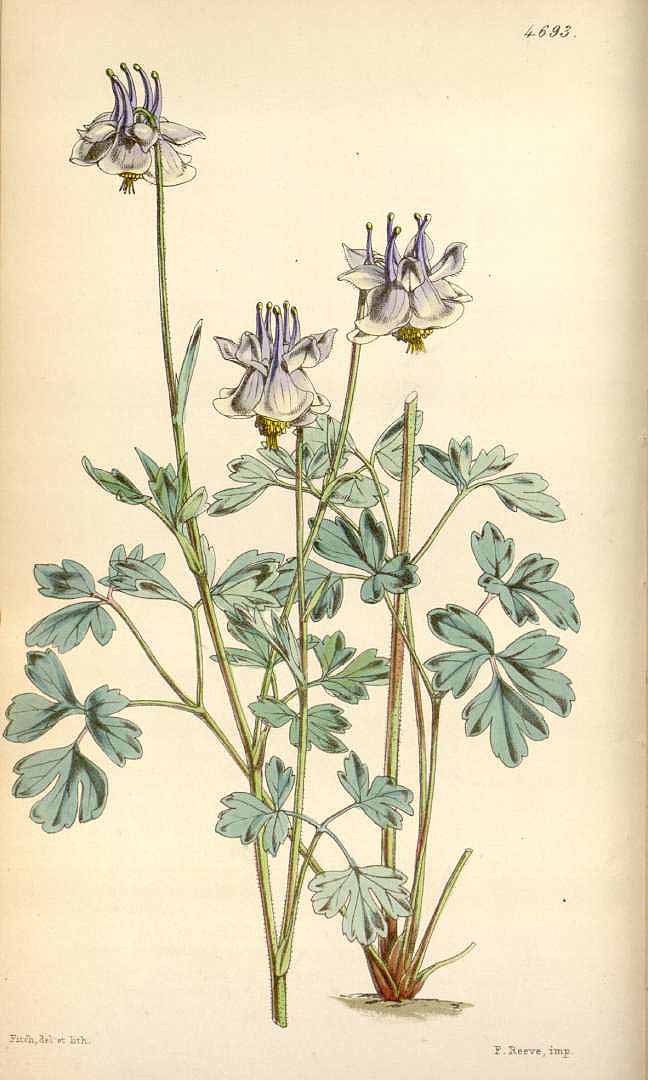 no HD illustration available (3)