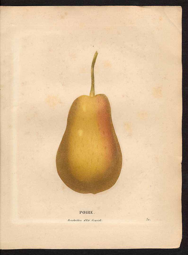 no HD illustration available (3)