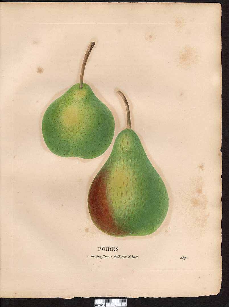 no HD illustration available (3)