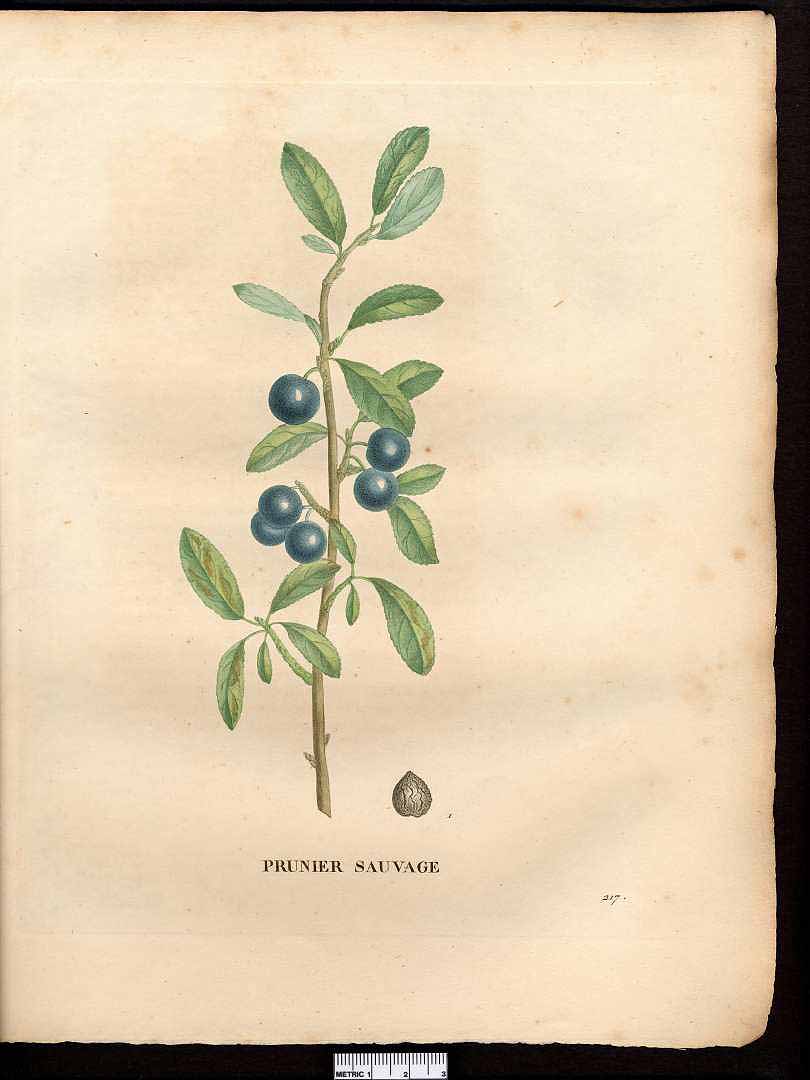 no HD illustration available (3)