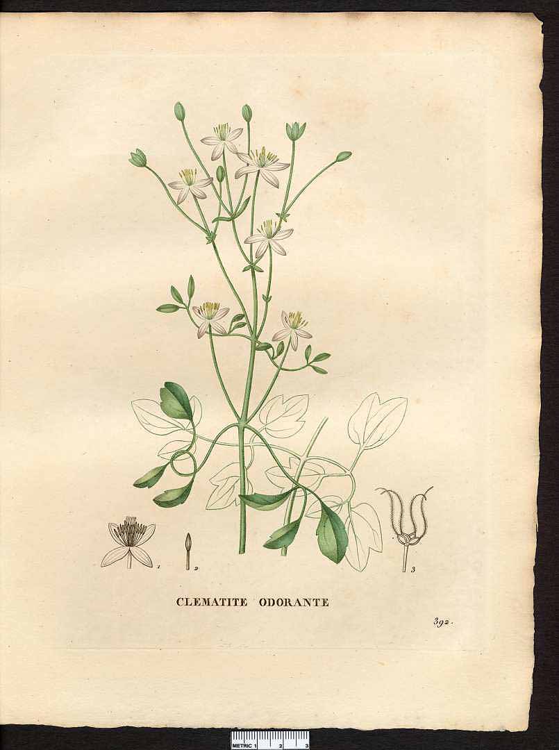 no HD illustration available (3)