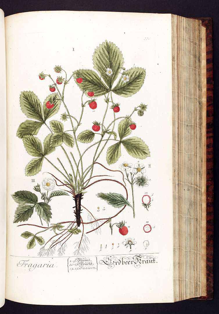 no HD illustration available (3)