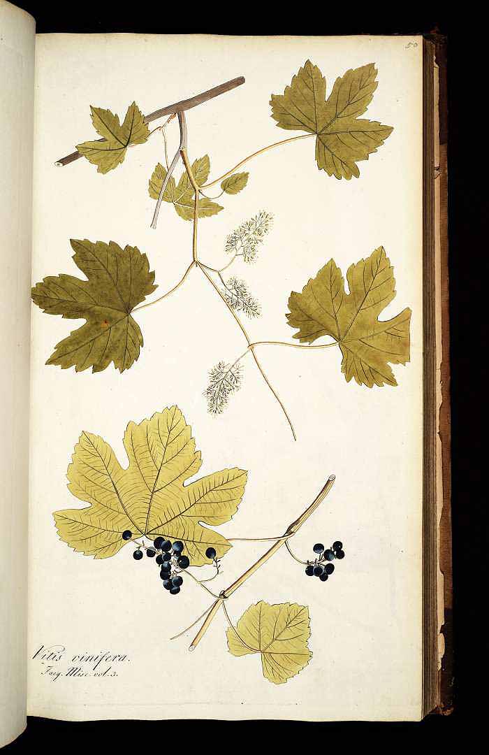 no HD illustration available (3)