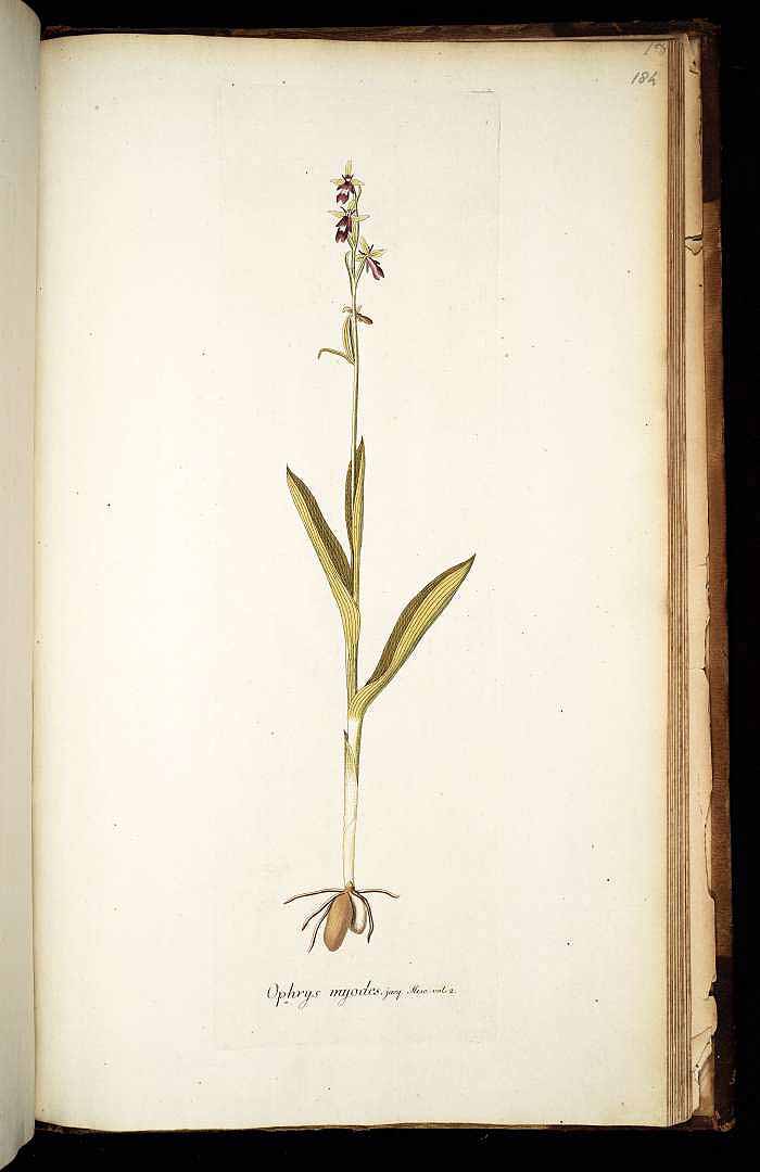 no HD illustration available (3)