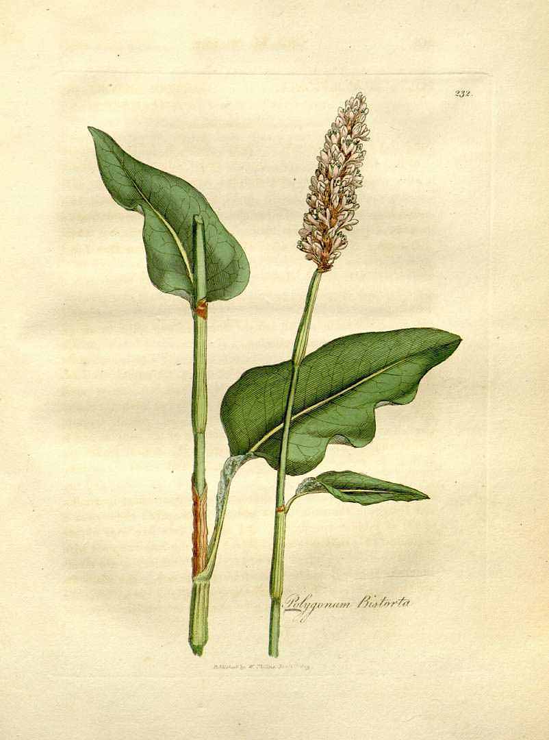 no HD illustration available (3)