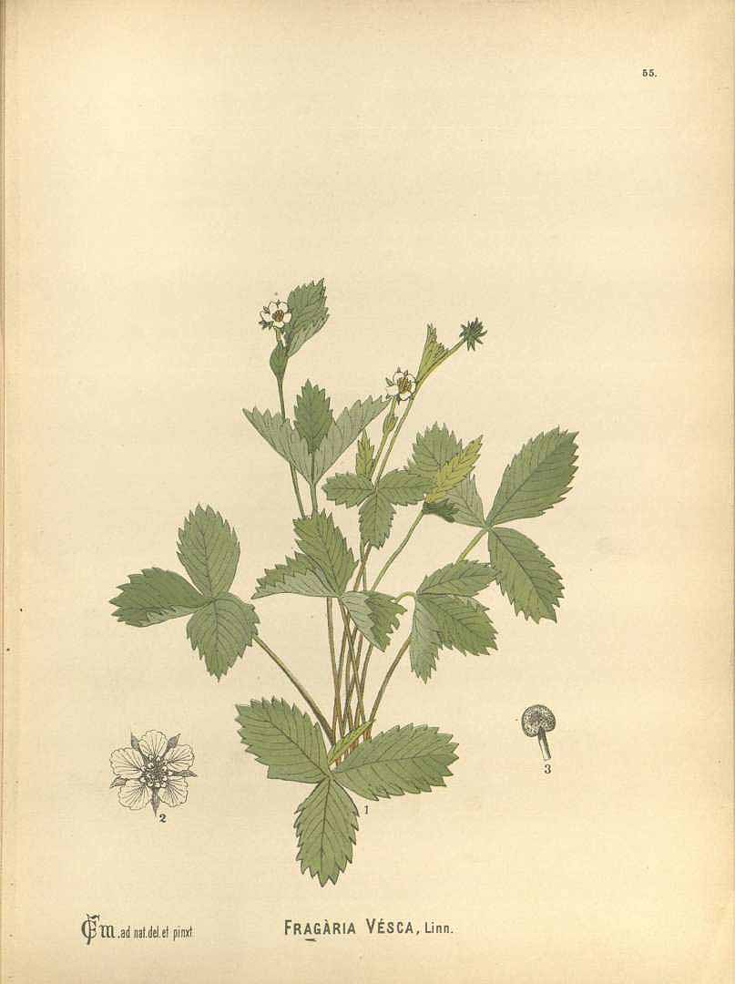 no HD illustration available (3)