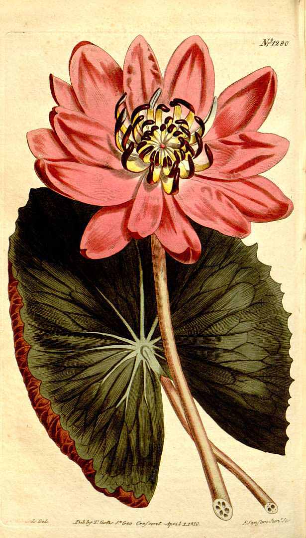 no HD illustration available (3)