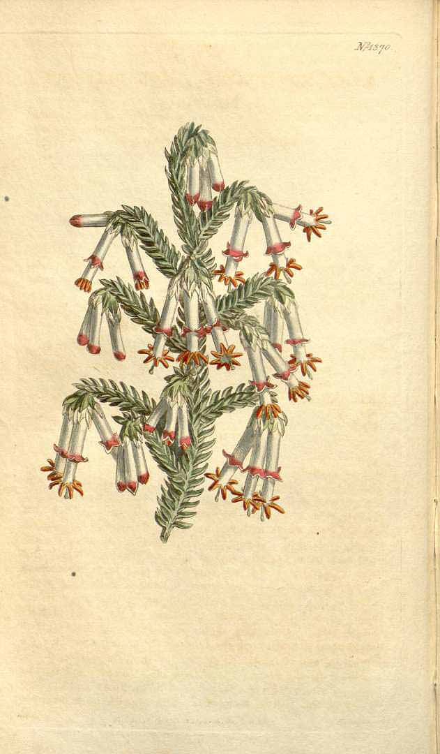 no HD illustration available (3)