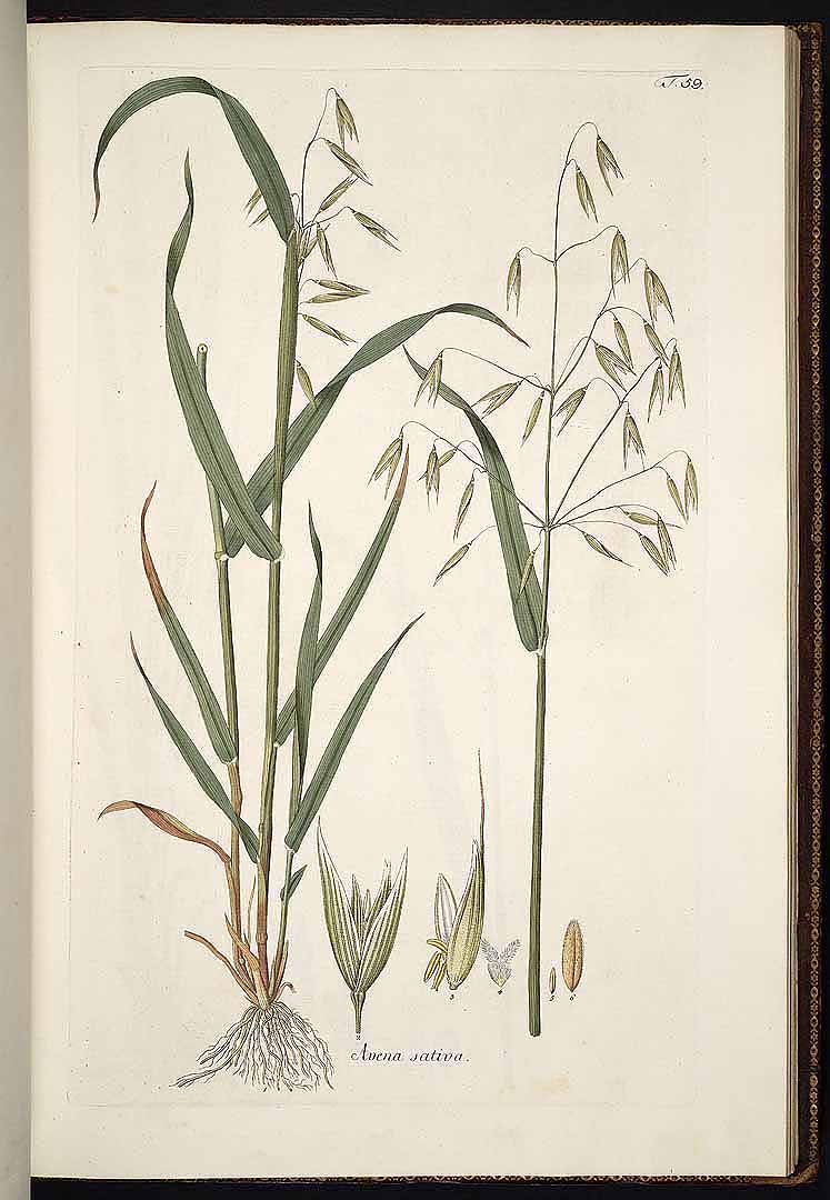 no HD illustration available (3)