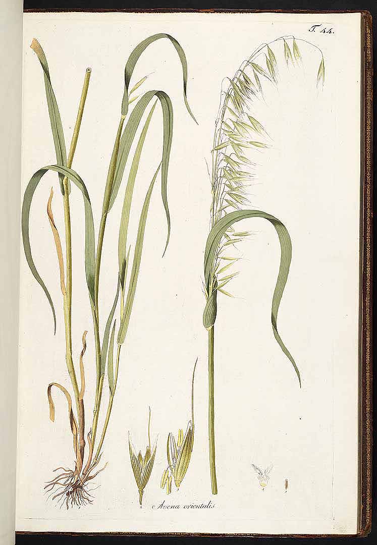 no HD illustration available (3)