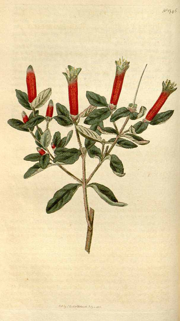 no HD illustration available (3)