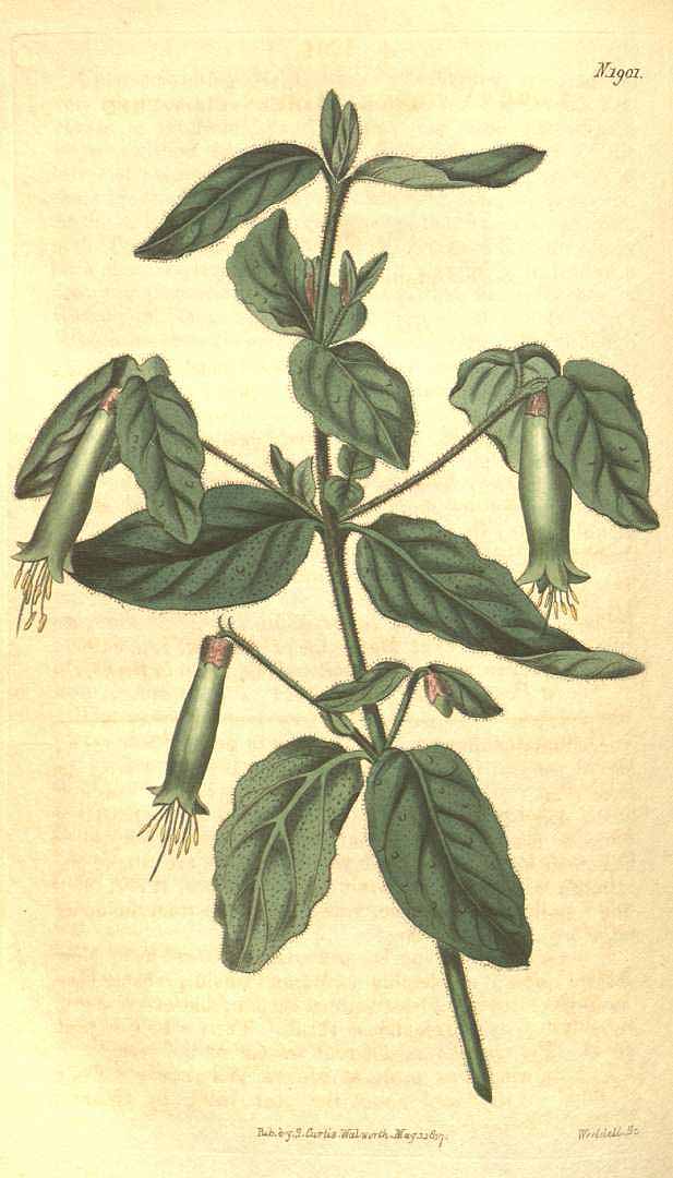 no HD illustration available (3)