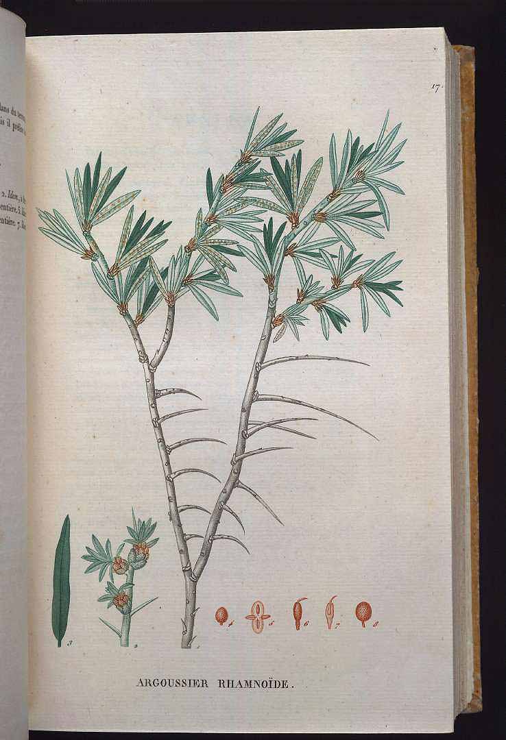 no HD illustration available (3)