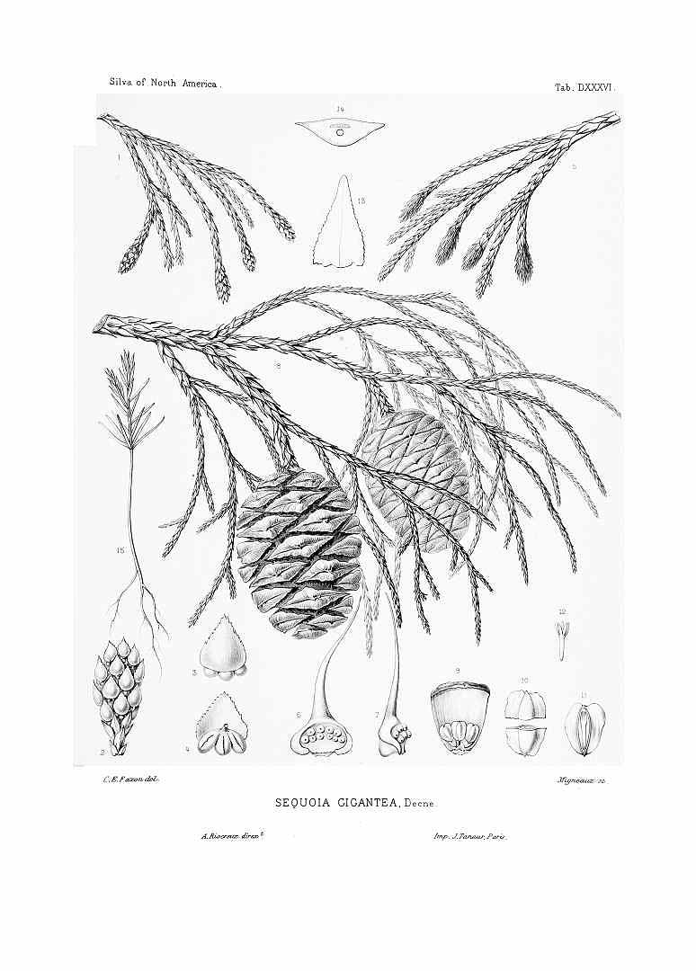 no HD illustration available (3)