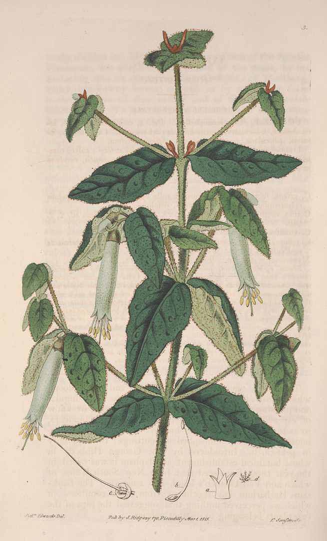 no HD illustration available (3)