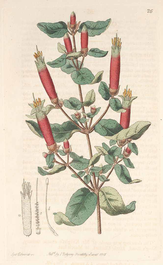 no HD illustration available (3)