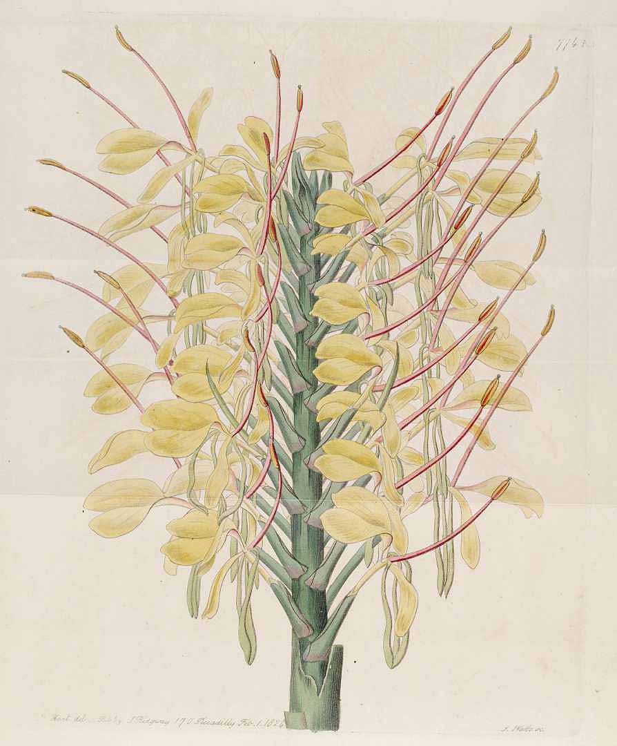 no HD illustration available (3)