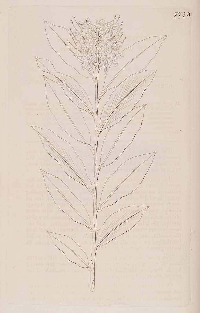 no HD illustration available (3)