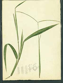 no HD illustration available (5) 