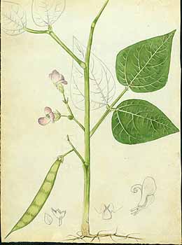 no HD illustration available (5) 