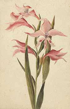 no HD illustration available (5) 