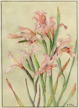 no HD illustration available (5) 