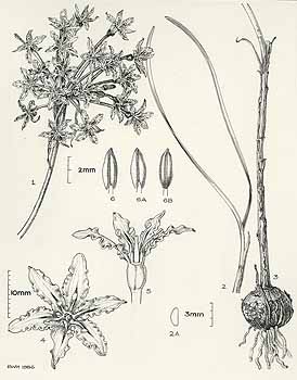 no HD illustration available (5) 