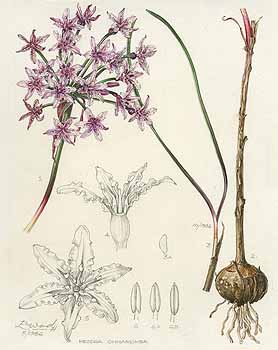 no HD illustration available (5) 