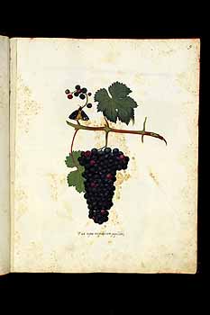 no HD illustration available (5) 