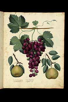 no HD illustration available (5) 