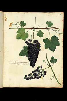 no HD illustration available (5) 