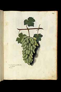 no HD illustration available (5) 