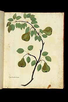 no HD illustration available (5) 