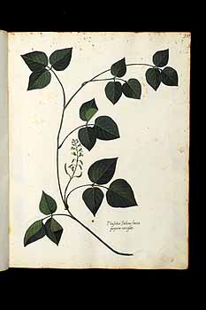 no HD illustration available (5) 