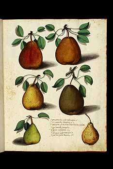 no HD illustration available (5) 