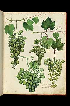 no HD illustration available (5) 