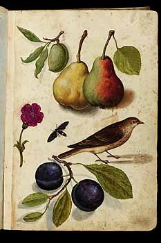 no HD illustration available (5) 