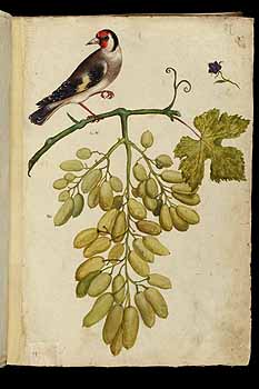 no HD illustration available (5) 