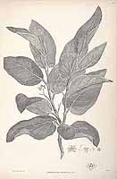  no thumbnail available